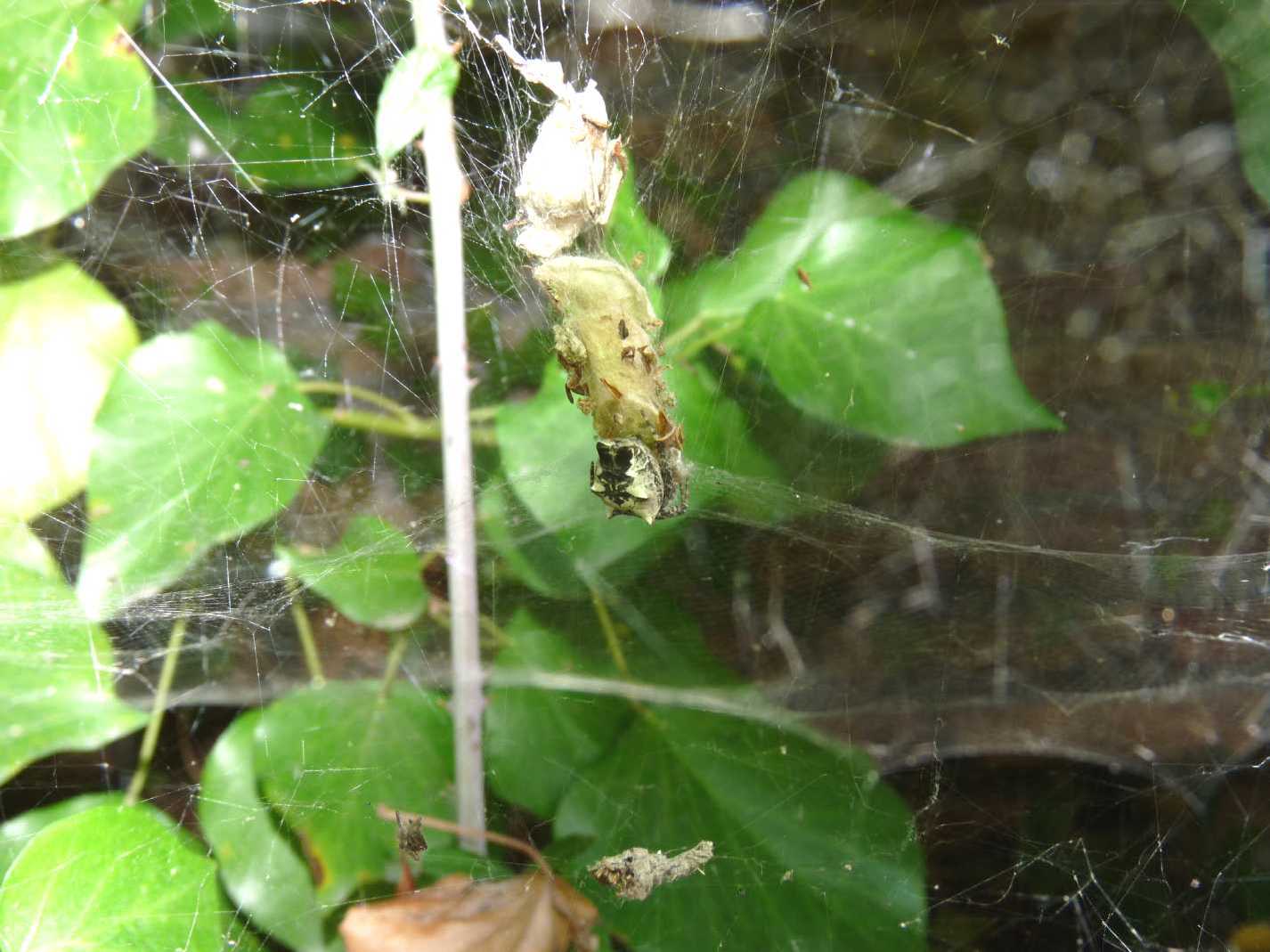 Cyrtophora citricola (Araneidae)